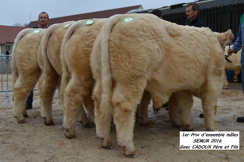 semur 2016